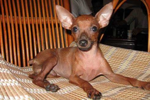 鹿犬為什么要斷尾