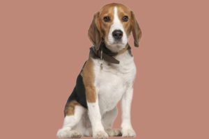 比格犬吃什么食物好