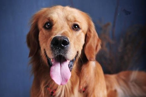 金毛狗狗換牙順序是怎樣