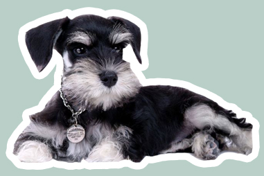 雪納瑞造型怎么剪