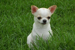 吉娃娃犬怎么刷牙