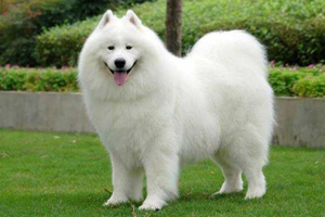 薩摩耶吃什么能長胖