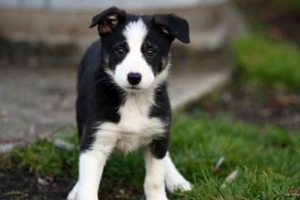 邊境牧羊犬吃什么狗糧好