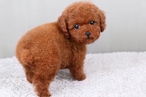 泰迪狗幼仔怎么養(yǎng)