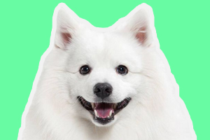 薩摩耶怎么養(yǎng)聽話