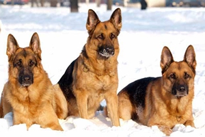 西德牧羊犬怎么養(yǎng)