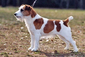 杰克羅素梗幼犬怎么養(yǎng)