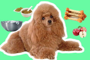 貴賓犬吃什么不上火