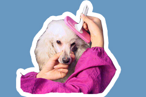 貴賓犬美容教程是什么