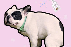 怎么養(yǎng)狗狗家里沒(méi)氣味