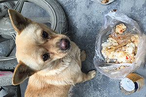 流浪狗怎么帶回家