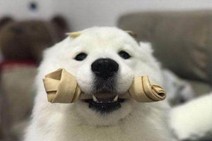 怎么養(yǎng)薩摩耶幼犬