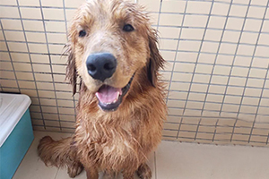 金毛幼犬洗澡注意事項