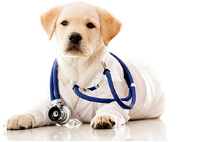 如何辨別狗狗健康