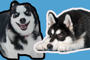 哈士奇怎么養(yǎng)才聽(tīng)話