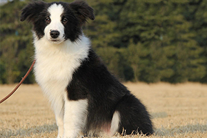 邊境牧羊犬吃什么食物好
