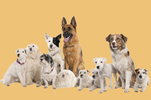 狗的壽命怎么算