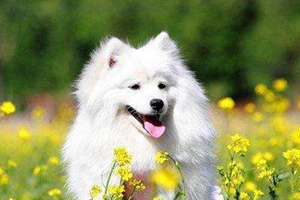 銀狐犬吃什么狗糧好