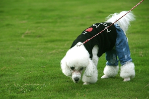 貴賓狗狗吃什么狗糧