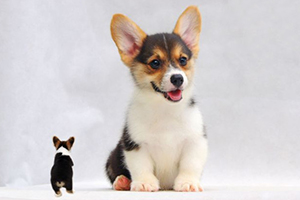 幼犬喂養(yǎng)指南