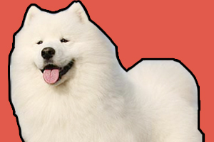 薩摩耶幼犬怎樣喂養(yǎng)