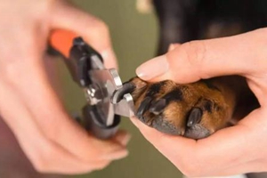 寵物狗狗怎么剪指甲