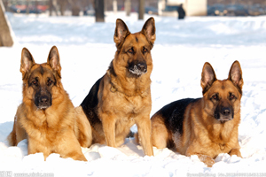 德國牧羊犬吃什么食物好