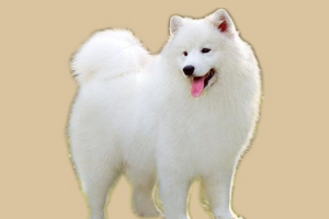 薩摩耶吃什么蔬菜好