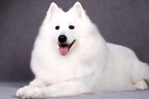 薩摩耶吃什么水果好