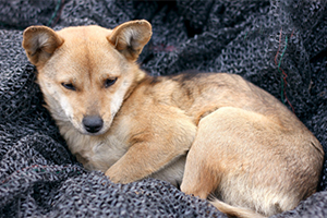 狗虱子怎么除掉