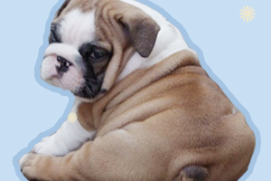 怎么養(yǎng)狗不臭