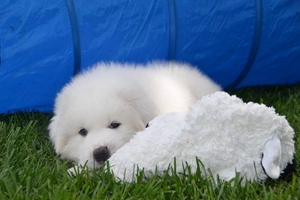 大白熊幼犬吃什么