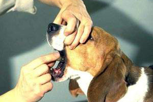 小狗驅(qū)蟲藥怎么喂