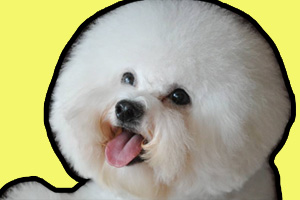 比熊犬吃什么狗糧不上火