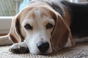 養(yǎng)狗的壞處有哪些