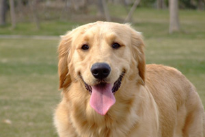 金毛犬吃什么食物好