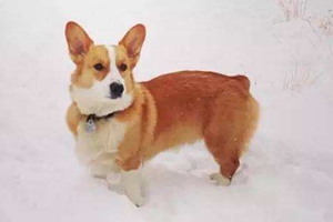 柯基斷尾的原因是什么