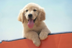 狗狗健康的表現(xiàn)有哪些