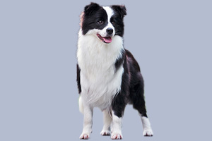 邊境牧羊犬吃什么主食好