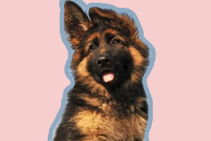 德國(guó)牧羊犬吃什么長(zhǎng)的快