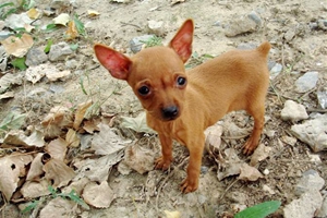 鹿犬怎么斷尾巴