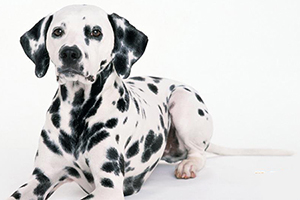 照顧斑點(diǎn)狗的方法