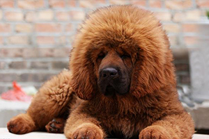 藏獒喂養(yǎng)方法是什么