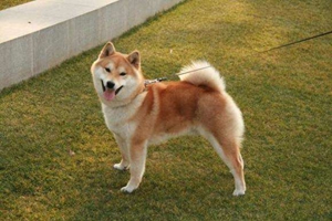 如何喂養(yǎng)日本秋田犬