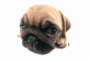 巴哥犬的喂養(yǎng)方法