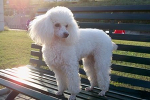 貴賓犬吃什么狗糧好