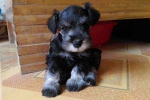 雪納瑞幼犬喂養(yǎng)要注意什么