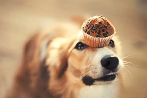 喂狗吃巧克力會怎樣