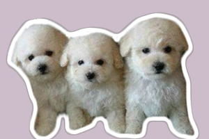 小比熊怎么養(yǎng)