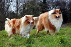 蘇格蘭牧羊犬吃什么對牙好